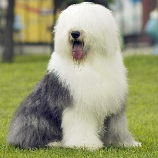 古牧纯种英国古代牧羊犬活体幼犬犬大白头家养狗狗