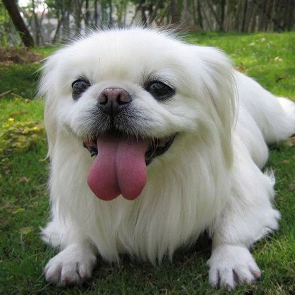 纯种巴狗活体幼犬家养北京犬黑黄白狗狗