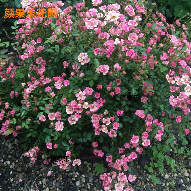 月季阳台盆栽超微勤花小的月季花小苗可比花卉