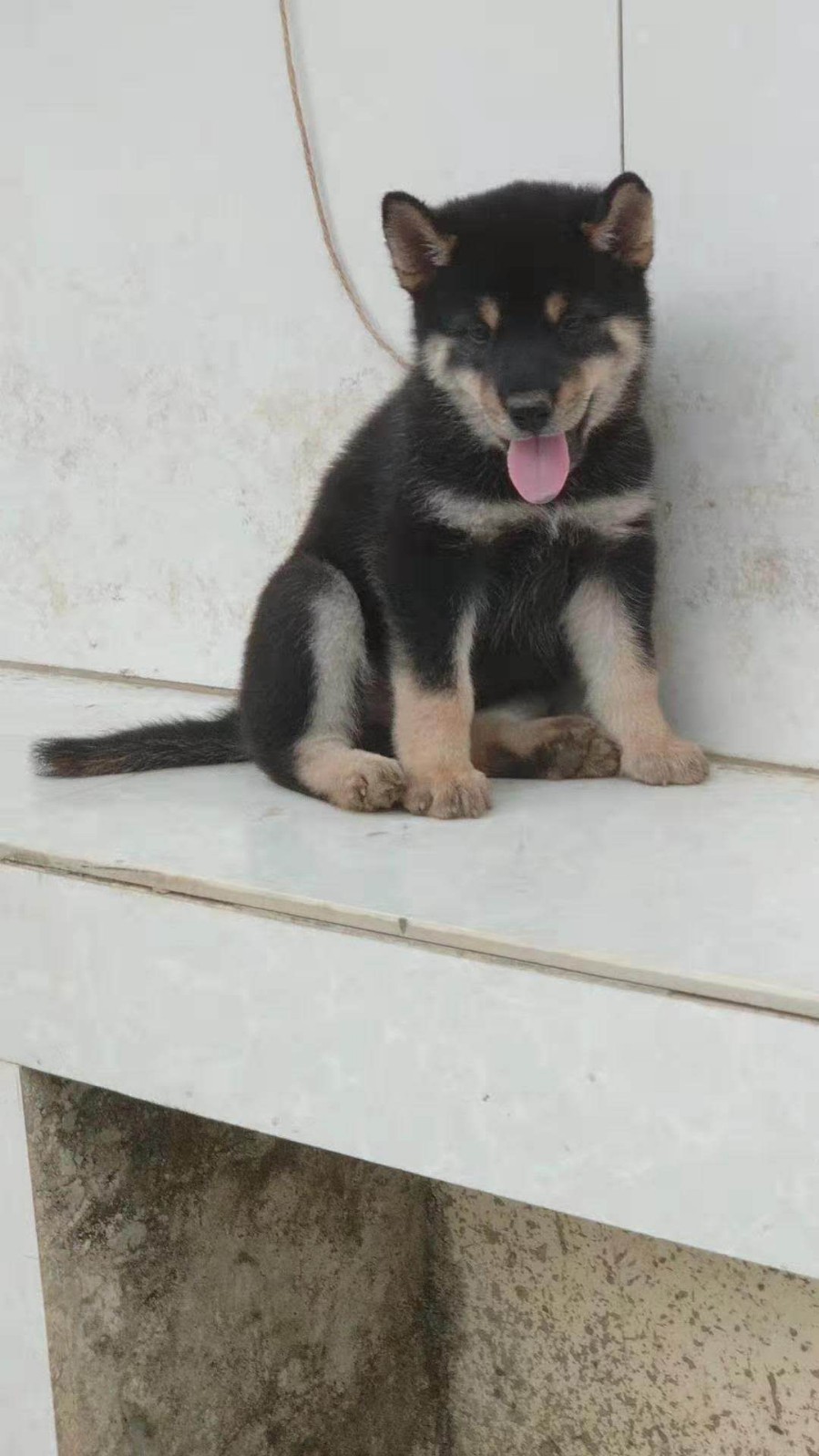 纯种中华田园犬大小黑狗黄狗白面活体土狗幼犬贵州广西土猎犬出售 - u