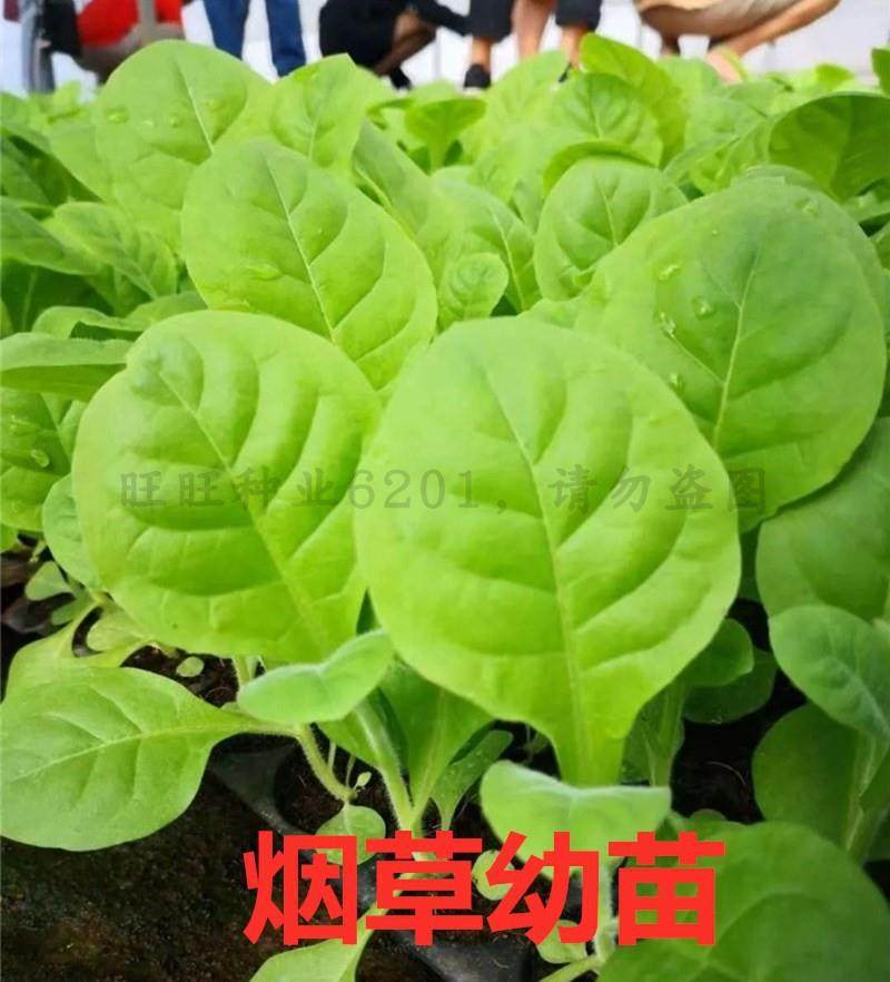 云烟烟草种子烤烟四季草种烟叶发芽家庭园艺种子