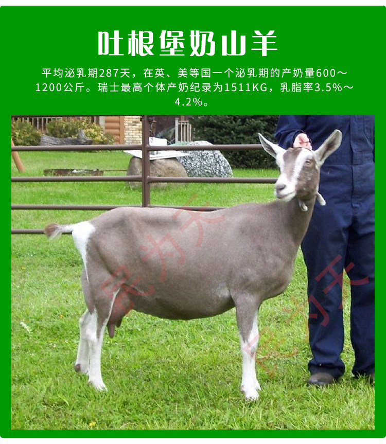 高产奶羊活体纯种萨能奶山羊活物红鹿吐根堡产奶羊母羔送养殖技术