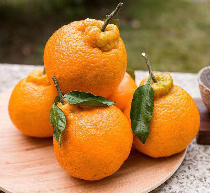 2019不知火丑桔新鲜水果带箱5斤丑八怪橘子