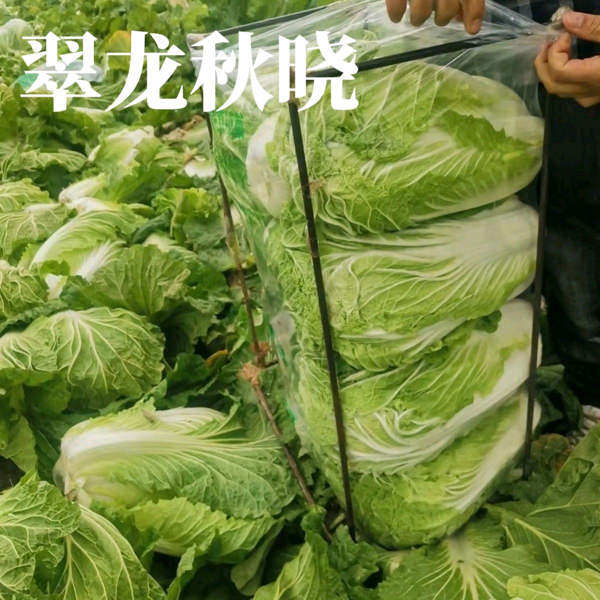 翠龙秋晓大白菜种籽中茂耐热抗病秋冬农家山东蔬菜种子