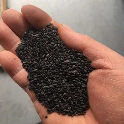 黑芝麻高油种籽高产抗病养生五谷杂粮蔬菜种子