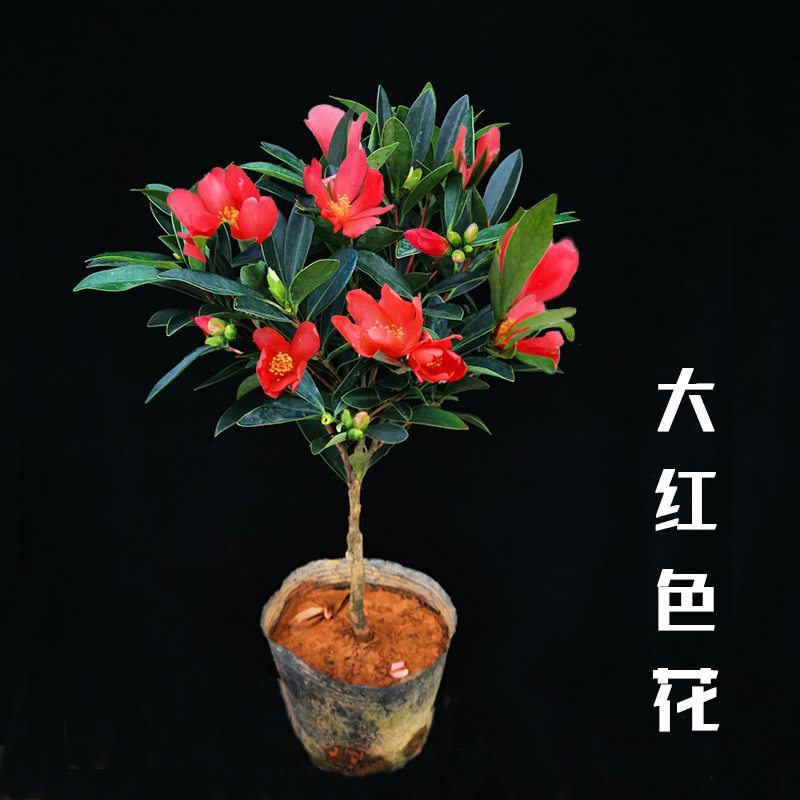 大红红色四季杜鹃茶花室内盆栽花卉办公室阳台花卉