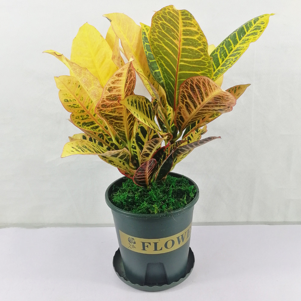 变色植物七彩盆栽金榕室内外庭院净化空气大叶观叶植物绿植
