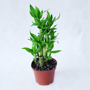 富贵竹荷花竹观音竹土培水培绿植物花卉室内办公桌面小盆栽