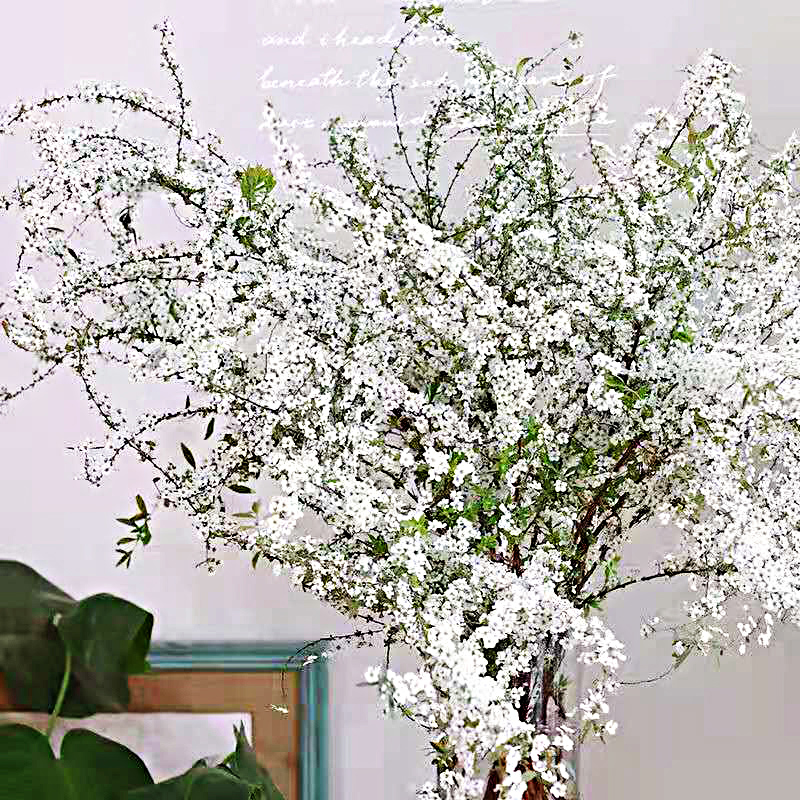 雪柳干花鲜枝切水养条绿植北欧ins落地生根盆栽水草