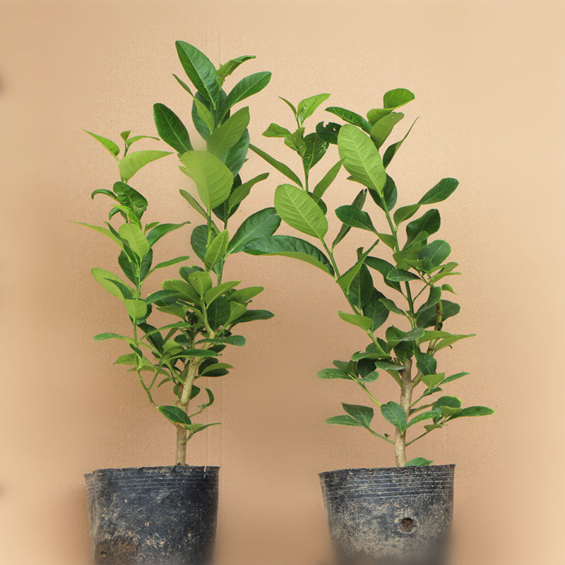 柠檬树苗 美国香水青柠檬苗 黄柠檬苗 阳台庭院盆栽水果果树苗木