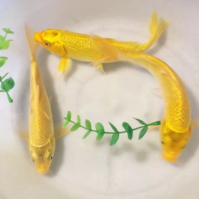 锦鲤黄金观赏鱼金鱼龙凤鱼苗长尾冷水鱼活体好养鱼