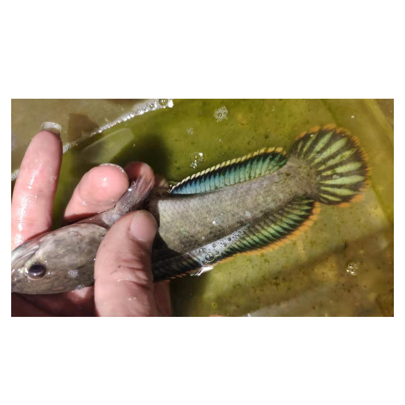 野生南鳢彩虹雷龙鱼苗冷水鱼观赏鱼淡水鱼凶猛雷龙鱼 活体 热带鱼