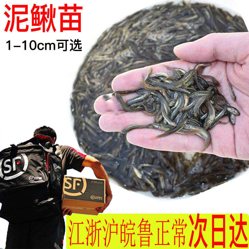 台湾小泥鳅苗新鲜台鳅青鳅苗放生活体宠物鱼饲料筏钓