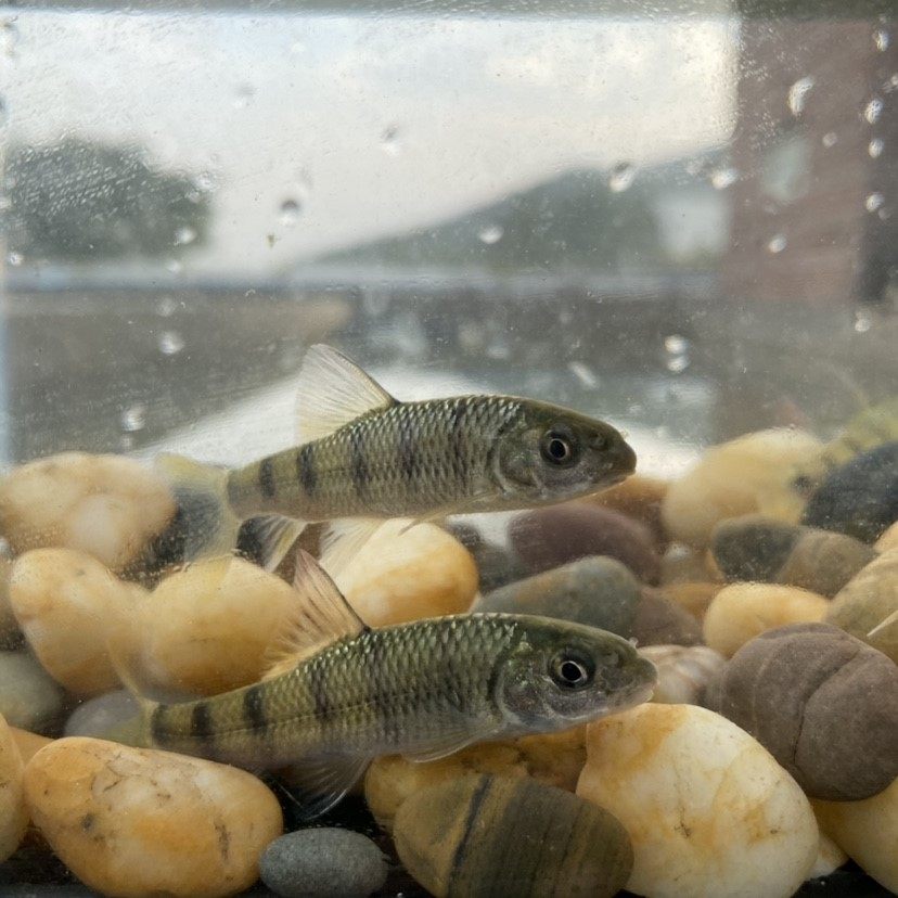 鱼苗原生生光淡水溪石养殖溪流冷水鱼小鱼观赏鱼鱼