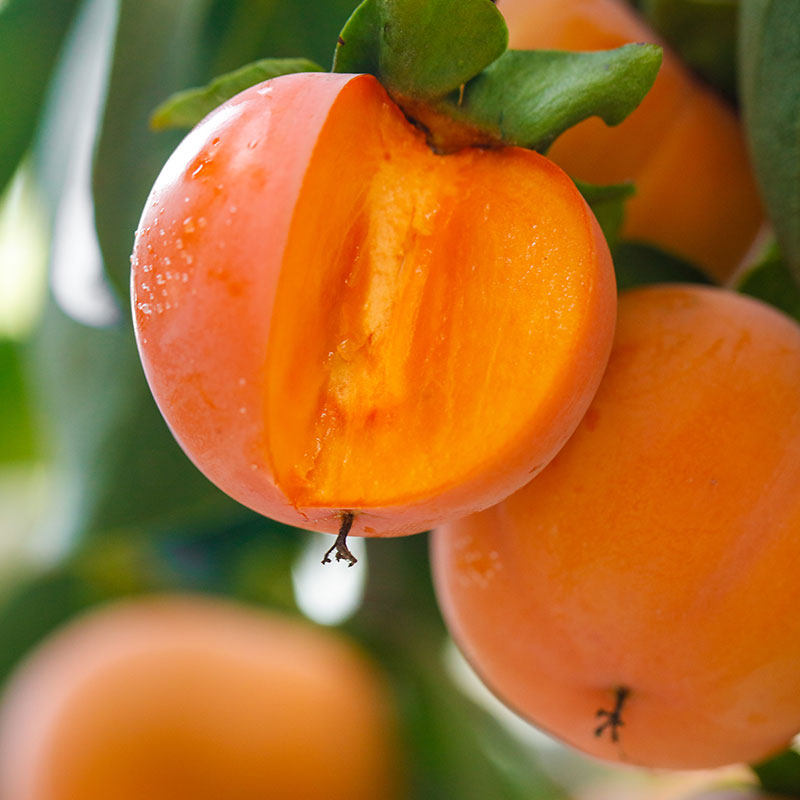 巧克力脆柿9斤现摘新鲜甜脆广西当季应季水果柿子