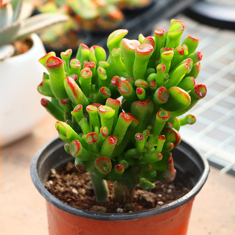 吸财树老桩多肉植物大颗老桩花卉巨型室内观叶招财多肉植物