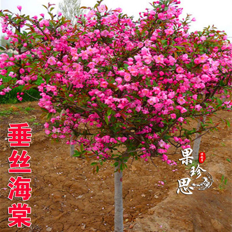 户外庭院南方观花乔木西府垂丝红宝石海棠海棠树花卉