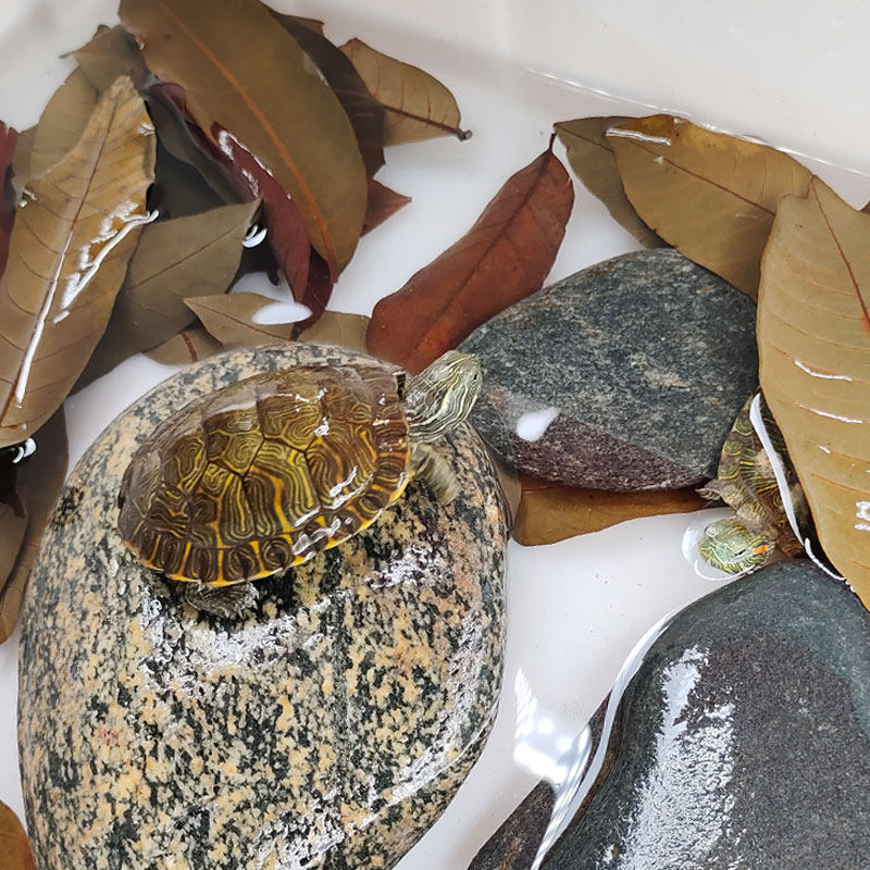 龙眼乌龟叶龟用免煮养龟叶子龟叶大片龟缸周转ph调节剂