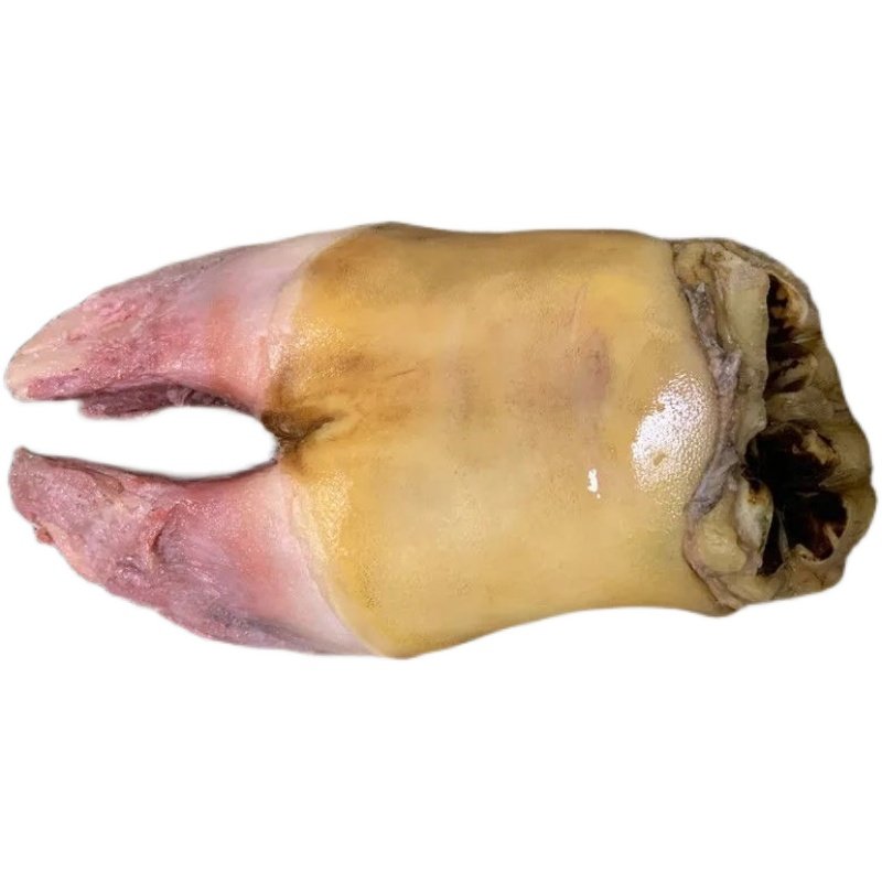 牛蹄39斤新鲜牛掌冷冻带筋生脚带脚骨牛脚黄牛生牛肉