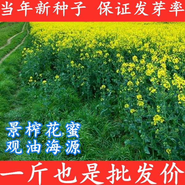 四季油菜籽榨油矮杆油菜油菜花花种耐寒高产南方家庭园艺种子