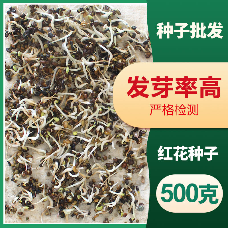 红花种子散装优质中药材花籽春季秋季盆栽庭院家庭园艺种子