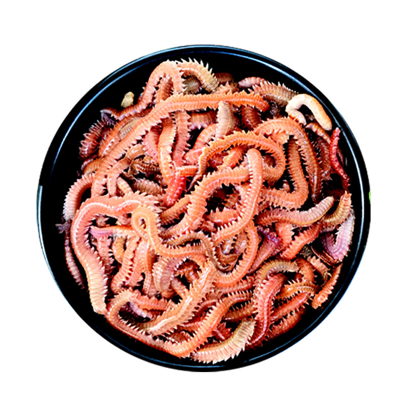 红沙蚕活饵包邮海钓饵鲜活海虫钓蜈蚣海蚯蚓活饵海鱼饵
