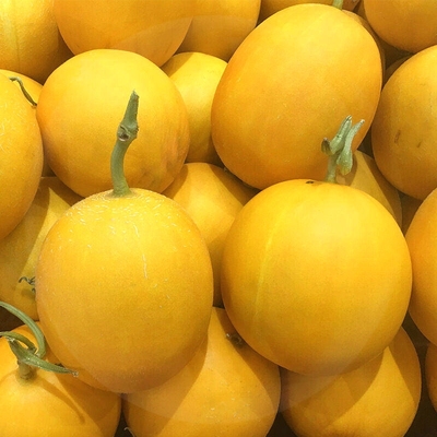 现摘民勤蜜瓜10斤黄金黄皮香瓜水果哈密瓜甘肃特产甜瓜