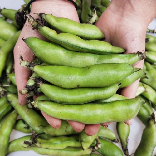 四川生蚕豆新鲜胡豆带壳罗汉豆青豆荚应季蔬菜农家自种5斤包邮