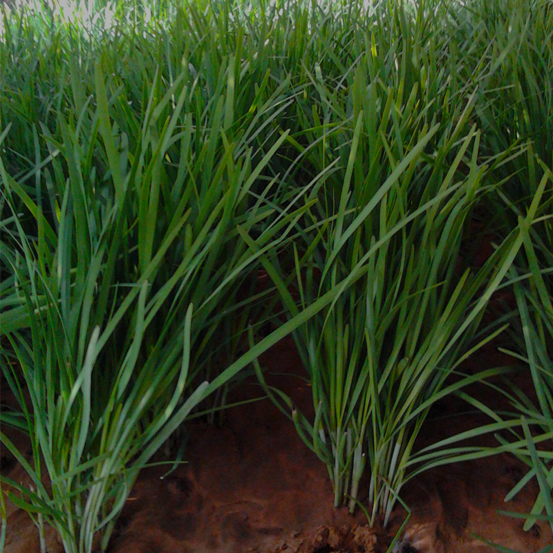 韭菜山东小细叶种子不休休眠品种菜根籽苗四季家庭园艺种子