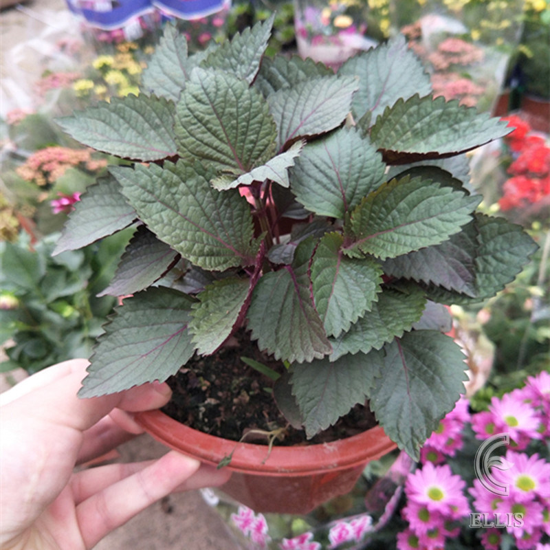 韩国双面紫苏种子紫叶可食用特色野菜种籽四季家庭园艺种子