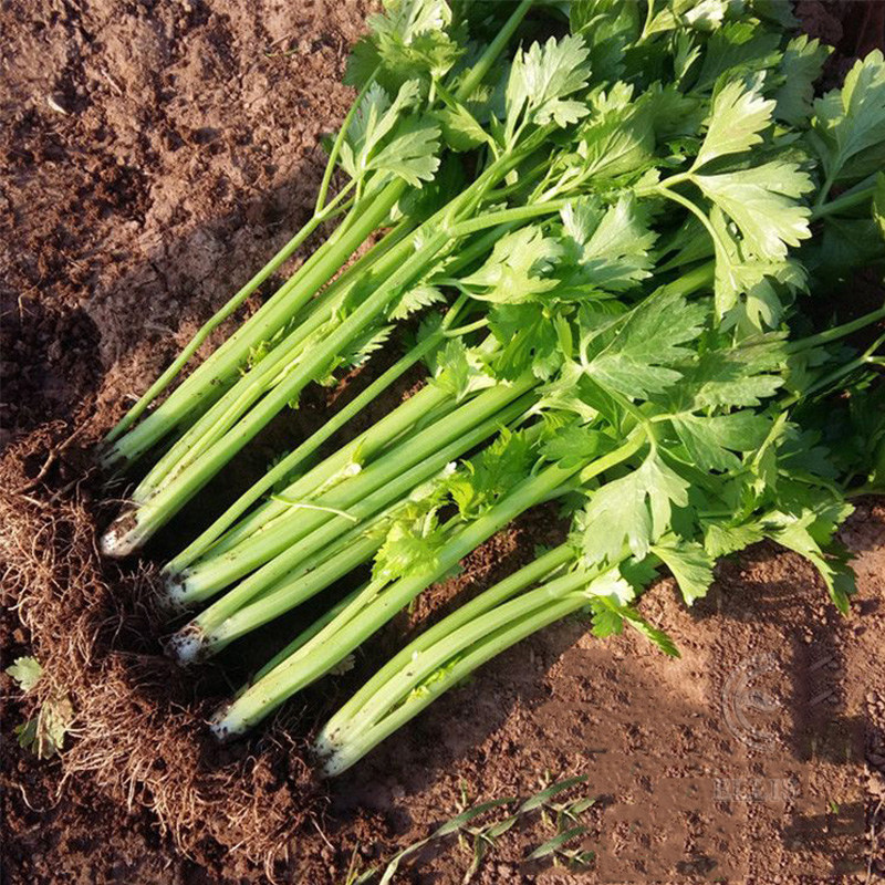 四季小香香芹种子香味味浓嫩易种小芹芹菜青菜家庭园艺种子