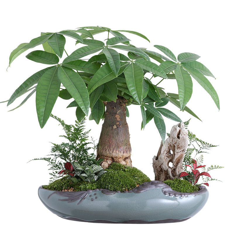 叶色发财树大型景观绿植盆景办公室客厅四季长青绿植