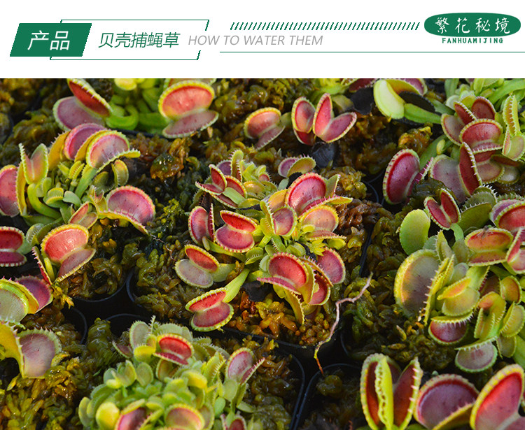 贝壳捕蝇草食食虫植物可爱萌物吃虫驱蚊扑蝇绿植