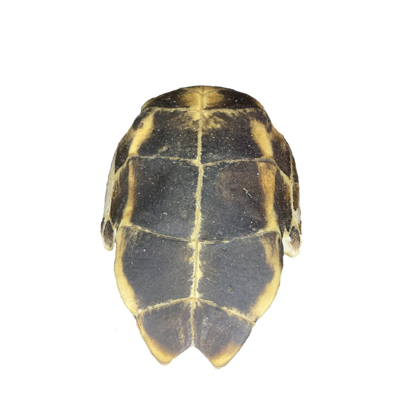 鳖甲龟板中药材甲鱼壳醋粉龟板膏野生正品甲炙其他药食同源食品