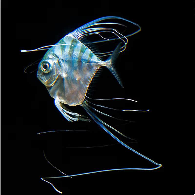 海水白须公须公观赏鱼水族宠物海鱼活体顺丰鱼