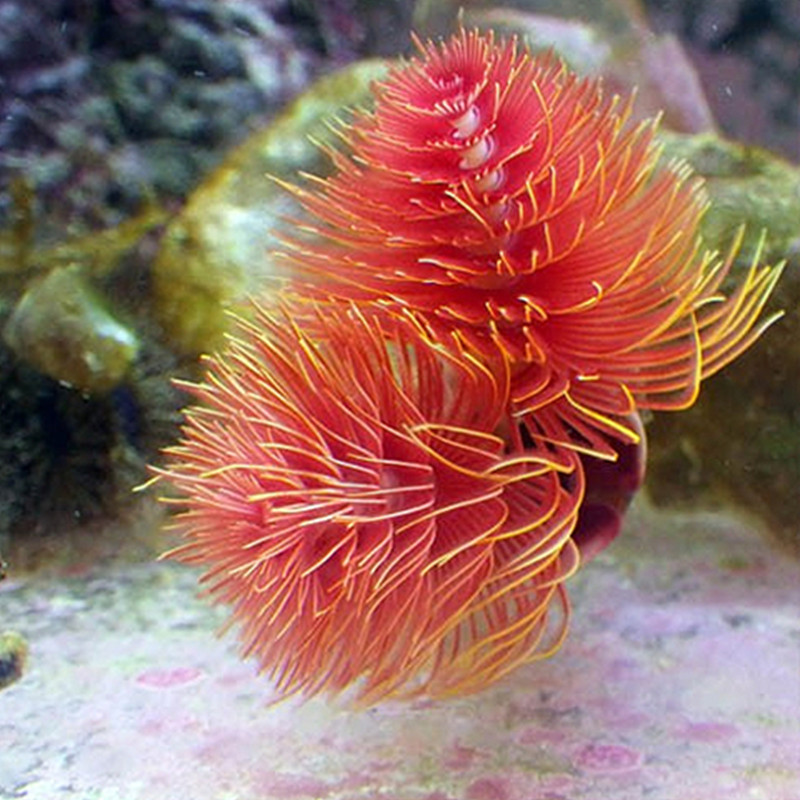 艳红管虫海水管观赏管虫其它水族宠物