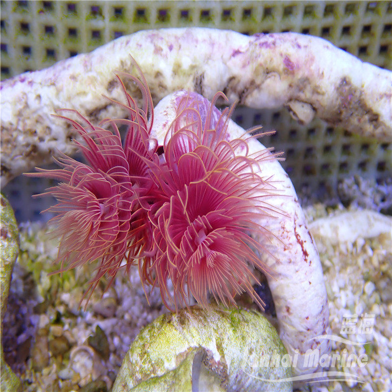 管虫艳红海水观赏水族宠物活体顺丰其它水族宠物