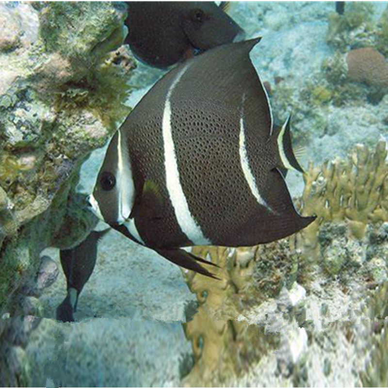 美国灰仙海水神仙鱼海鱼活鱼海水观赏鱼水族宠物活体顺