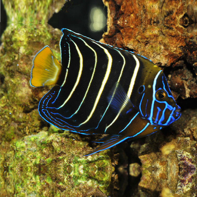 东非耳斑神仙仙鱼海水观赏鱼水族宠物活体顺丰鱼