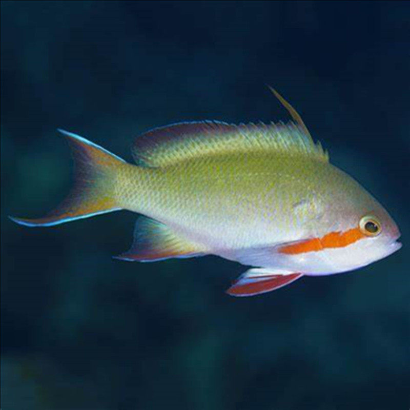 宝石海水绿帆帆船鱼海金鱼观赏鱼水族宠物活体鱼