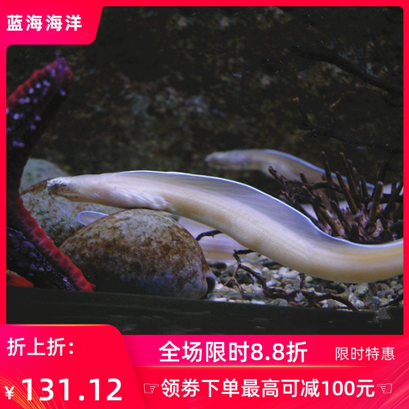 白鳗鱼鳗鱼海水观赏鱼幽灵水族宠物活体鱼