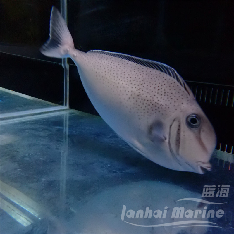 鹅头寿头海水观赏鱼鱼