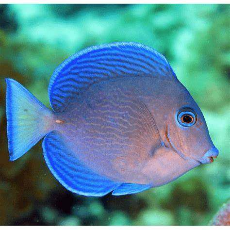 大西洋紫蓝吊鱼倒吊鱼海水观赏鱼海鱼活体水族宠物顺丰