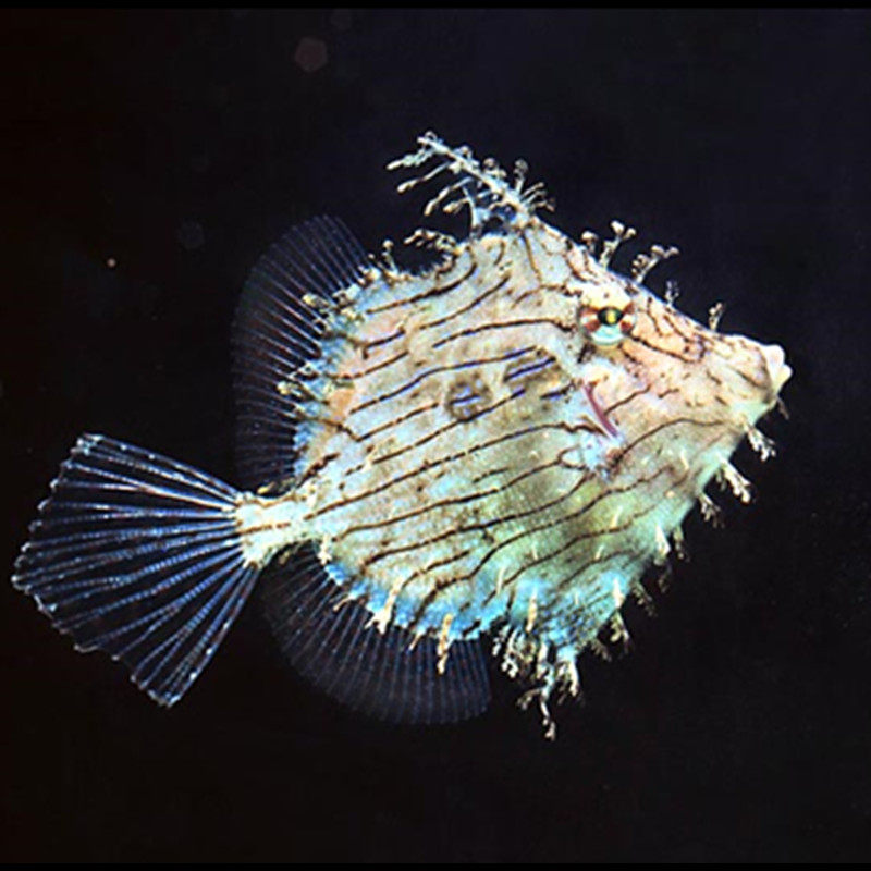 海水龙须炮弹观赏鱼水族宠物活体顺丰鱼