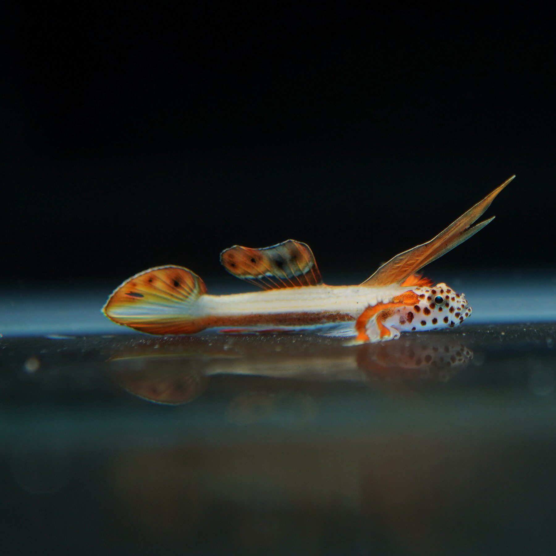 火炬虎鱼海水观赏鱼水族宠物活体顺丰包活鱼