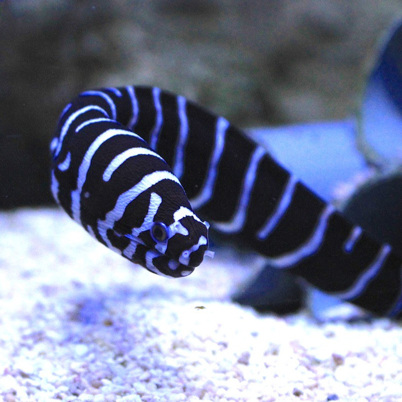 斑马鳗鱼环纹蛇鳝海水观赏鱼活体水族宠物顺丰鱼