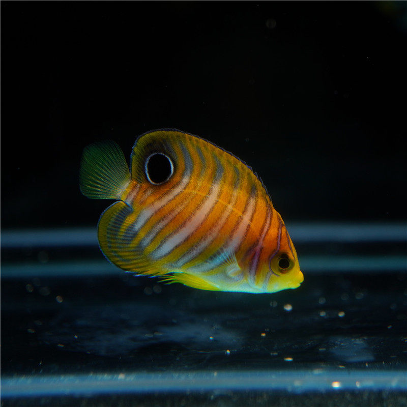 毛巾bb迷你金毛巾海水神仙鱼海鱼活鱼海水观赏鱼海洋顺丰活体