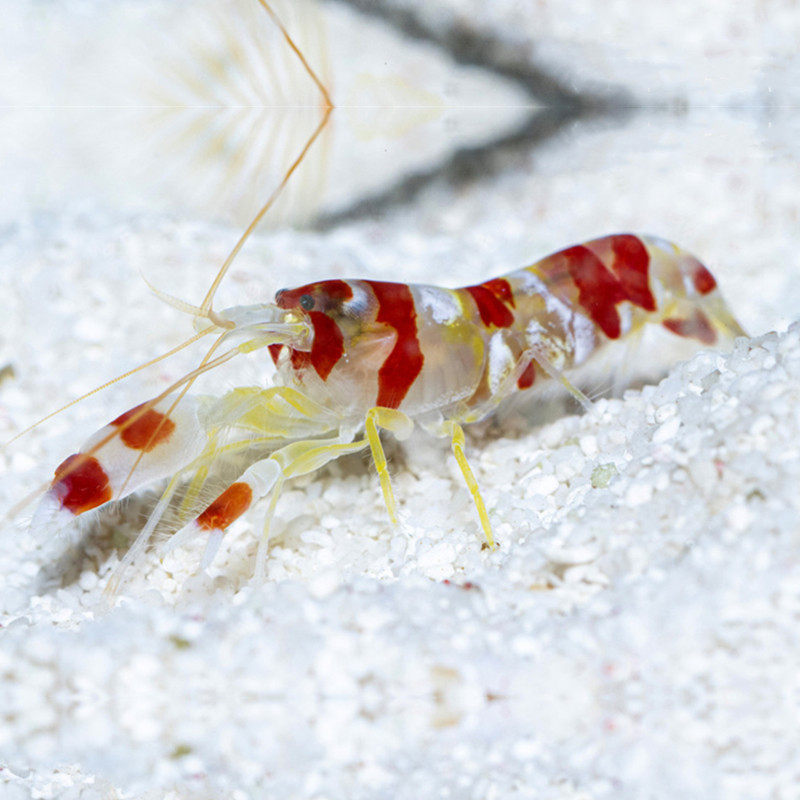 海水红枪观赏虾鱼水族宠物活体顺丰虾