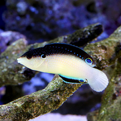 新几内亚白肚龙海水鱼观赏鱼