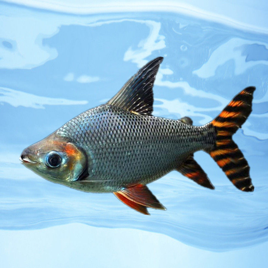 飞凤观赏鱼直纹清洁高档龙鱼配鱼垃圾鱼凤活体鱼